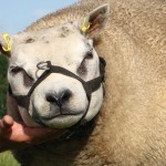 jarigeramkop