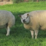 louis2schapen