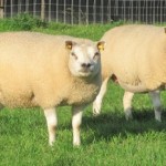 louis2schapen2