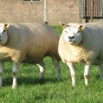 louisschapen3