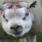 rammenkop